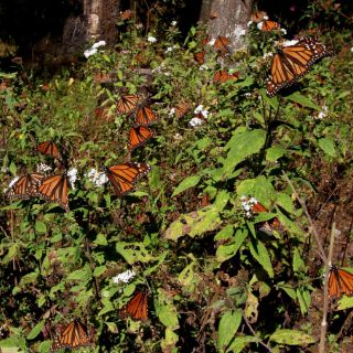 Buscan salvar a mariposa monarca con fermentación orgánica