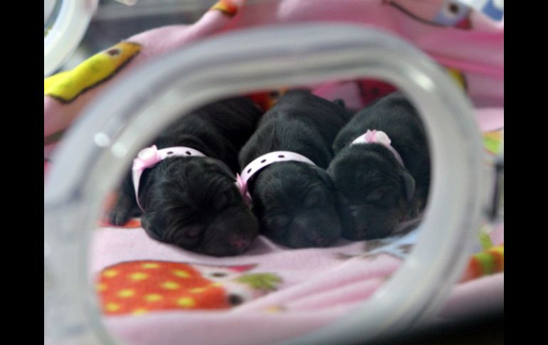 Están trabajando en la clonación de pura sangres y perros policías. AFP / Boyalife group