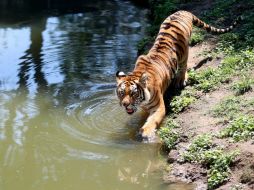 El tigre de Amoy desapareció de los bosques húmedos del sur de China en 1994. EL INFORMADOR / ARCHIVO