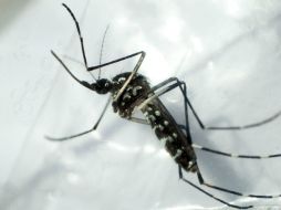 El virus transmitido por el mosquito podría ser más peligroso de lo que se cree. EFE / ARCHIVO