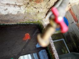 Eliminarán cacharros en viviendas para evitar criaderos del mosquito. EL INFORMADOR / ARCHIVO