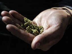 Los permisos otorgados para uso lúdico de mariguana a cuatro personas empezaron a correr a partir de este viernes. EL INFORMADOR / ARCHIVO