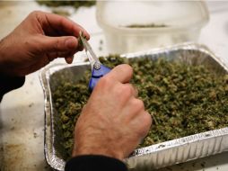 En 2013, un estudio encontró que 28 por ciento de los canadienses entre 11 y 15 años había fumado mariguana. EL INFORMADOR / ARCHIVO