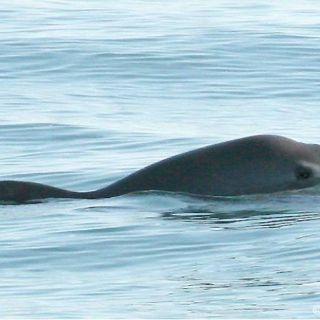 Cinco personas consignadas por violar sellos en Biósfera de BC