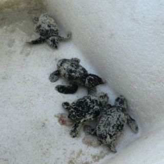 Remiten a persona con 17 tortugas en categoría de riesgo