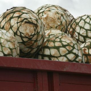 Investigadores desarrollan proceso para convertir bagazo en papel