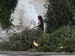 Las principales calles de la capital ven árboles caídos. EL INFORMADOR / ARCHIVO