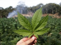 Actualmente hay 155 solicitudes para estos permisos que piden al gobierno federal poder producir mariguana para uso recreativo. EL INFORMADOR / ARCHIVO