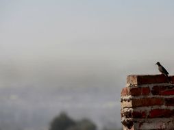 La Semadet informa que, hasta el 24 de noviembre, se han presentado cuatro contingencias ambientales. EL INFORMADOR / ARCHIVO