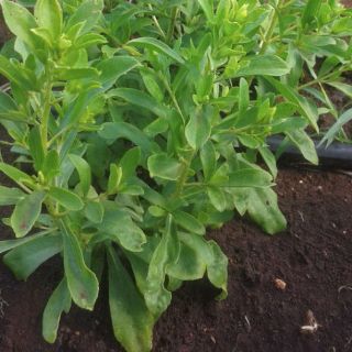 Lombrices, fundamentales para fertilización de suelos