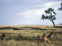 Señalan a habitantes que llevan al ganado a la reserva y temen que los leones se coman a sus animales. EFE / ARCHIVO