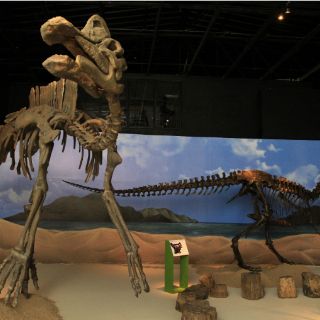 Paleontólogos calculan que los dinosaurios evolucionaron rápidamente