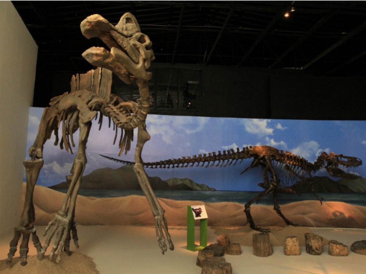 Paleontólogos calculan que los dinosaurios evolucionaron rápidamente | El  Informador