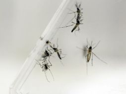 Dicho virus se transmite mediante el mosquito Aedes Aegypti. EFE / ARCHIVO