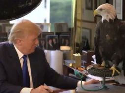 “El pájaro es muy peligroso pero hermoso” dijo Trump YOUTUBE / Baudolino Aulari