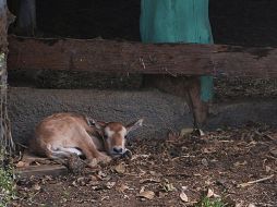 El zoológico dará a conocer el sexo de la cría en cuanto sea posible acercarse a ella. TWITTER / @zoo_morelia