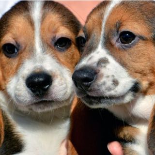 Logran producir primeros perros 'in vitro' en el mundo