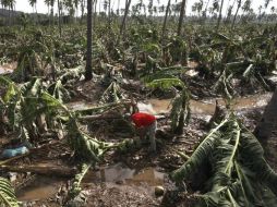 El huracán ocasionó daños en plantíos de zonas plataneras en Jalisco, Colima, Nayarit y Michoacán. EFE / ARCHIVO