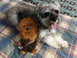 Según el veterinario Ricardo Salinas, la ciudadanía es más responsable y consiente referente al maltrato hacia los animales. EL INFORMADOR /