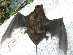 Señalan que el sabor del quiróptero es muy fuerte y sus alas tienen un cartílago imposible de masticar. EL INFORMADOR / ARCHIVO