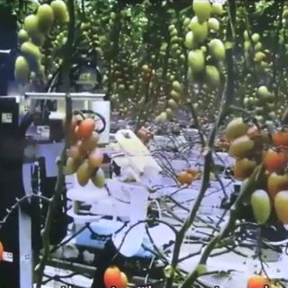 Panasonic presenta robot para cosechar tomates