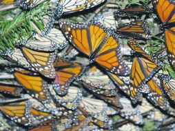 El turismo fotográfico encontrará en la zona una de las experiencias más disfrutables. EL INFORMADOR / ARCHIVO