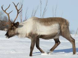 Hace 15 años, la población de renos en Canadá era de 385 mil animales. EFE /