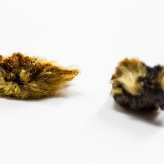 La oruga peluche no provoca la muerte; sólo van 7 lesionados