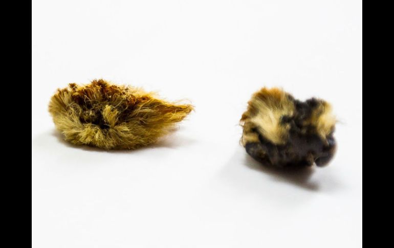 La oruga peluche oculta debajo de su felpa un casco con espinas que secretan veneno. EL INFORMADOR / ARCHIVO