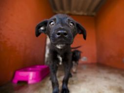 El siguiente paso es que todos los municipios de Sonora cuenten con un Reglamento de Protección a los Animales. EL INFORMADOR / ARCHIVO