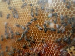 El resultado permitirá conocer qué condiciones o factores pueden agectar el tamaño de la población o sus reservas de alimento. EL INFORMADOR / ARCHIVO