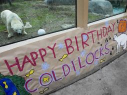 Coldilocks nació en NY y ha estado en el zoológico de Philadelphia desde que tenía un año. AP / A. Álvarez