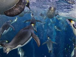 No tienen más oportunidades que capturar y comer a su presa cuando están en grupo. EFE / ARCHIVO