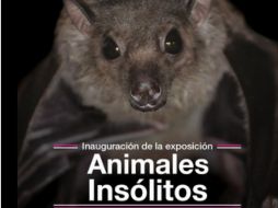 La muestra reúne al menos 25 ejemplares que son insólitos ya sea por su conducta, procesos de vida o habilidades. TWITTER / @MHNCA_CDMX
