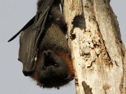 Si las poblaciones de los murciélagos comenzaran a desaparecer, habría daños importantes en el sector agrícola. AP / ARCHIVO