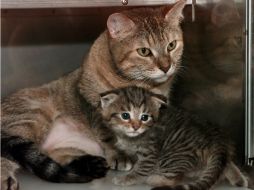 Si amas a los gatos, seguramente tu hemisferio dominante es el derecho. EL INFORMADOR / ARCHIVO