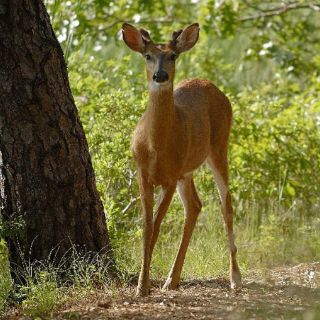La extinción de animales acelera el cambio climático