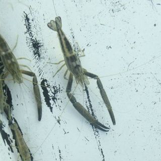 La pigua, en laboratorio para su repoblación