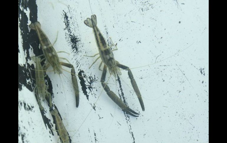 Un platillo elaborado con pigua cuesta hasta mil 500 pesos, un kilo de la especie congelada tiene un valor de mil pesos. TWITTER / DAVID ROMERO VARA