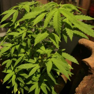 Iglesia, sin problema con uso médico de mariguana: Cardenal