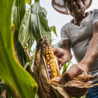 'El Niño' amenaza seguridad alimentaria al sur de África