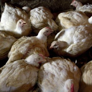 Registran 61 focos de gripe aviar en Francia