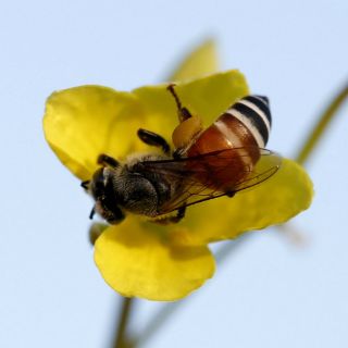 El olor de flores reduce la respuesta agresiva de las abejas ante amenazas