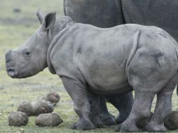 Las dos técnicas de ingeniería celular son las únicas que quedan para salvar la especie. AP / ARCHIVO