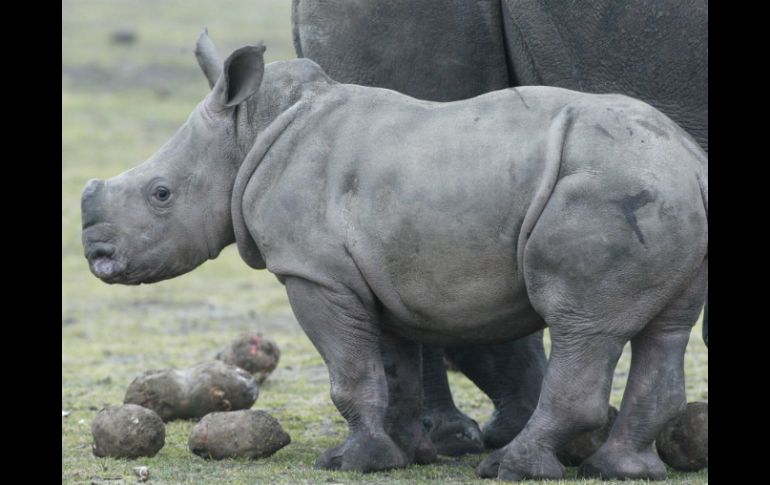 Las dos técnicas de ingeniería celular son las únicas que quedan para salvar la especie. AP / ARCHIVO