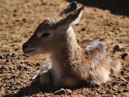 Afortunadamente las madres no los han rechazado por lo que se pronostica un prometedor bienestar para ellos. TWITTER / @Zoo_morelia