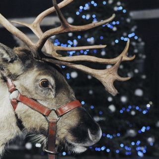 Nariz roja de Rodolfo el reno está vinculada con azul en ojos