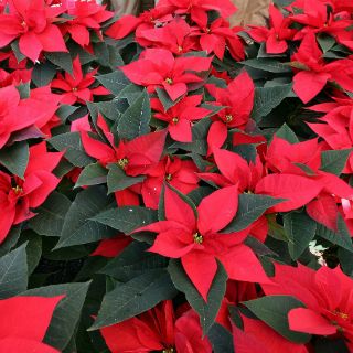 La flor de Nochebuena, contribución mexicana a la Navidad