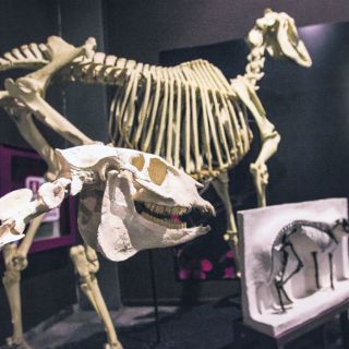 Darwin busca llegar a 90 mil visitantes