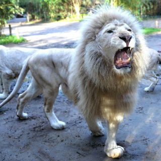 Caza de leones en Sudáfrica, afectada por normas de EU